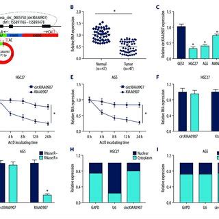 CircKIAA0907 Expression Was Lessened In Gastric Cancer GC Tissues And