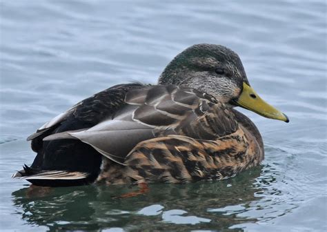 Bird Hybrids: American Black Duck x Mallard