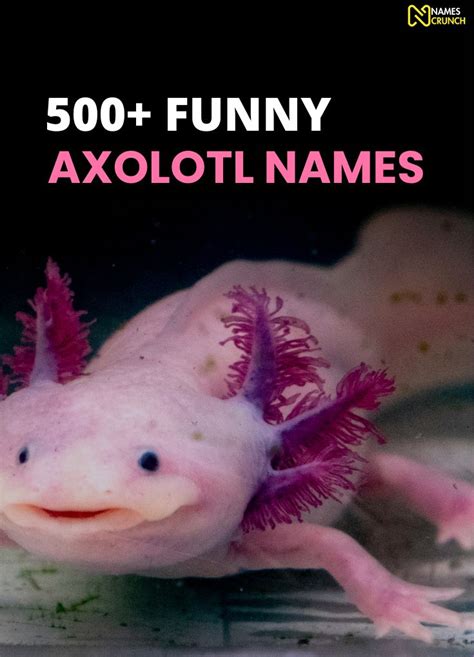 500 Funniest Axolotl Names For Your Adorable Pet NamesCrunch In 2024