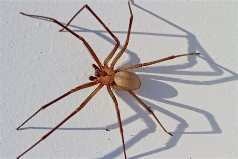 how to know if it's a brown recluse