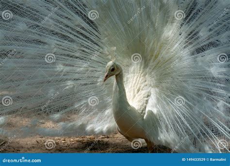 A Leucistic Indian Peacock Stock Image | CartoonDealer.com #101475853