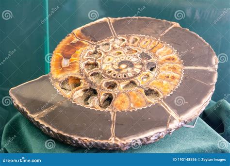 Ammonite Shell Viewed In Section Stock Photo Image Of Bone Fossil