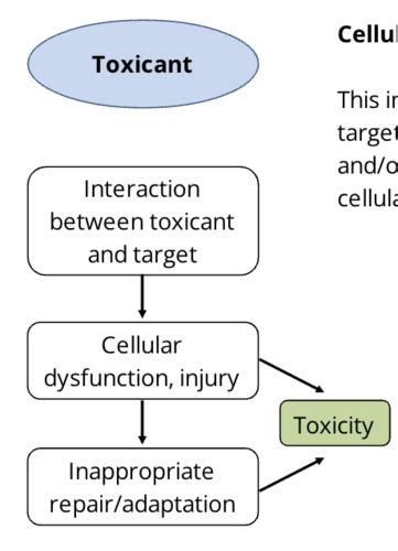 PHAR 380 Module 5 Mechanisms Of Toxicity Flashcards Quizlet