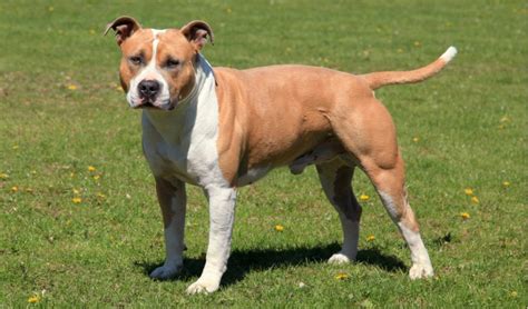 American Staffordshire Terrier Dog Breed Personality Temperament And