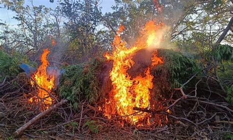 Opera O Policial Erradica Mil P S De Maconha Na Bahia Suspeito