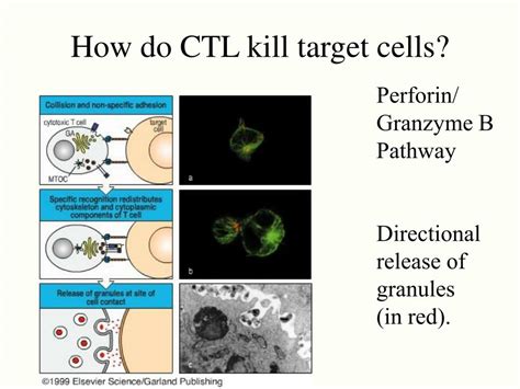 Ppt Cytotoxic T Lymphocytes Ctls And Nk Cells Powerpoint