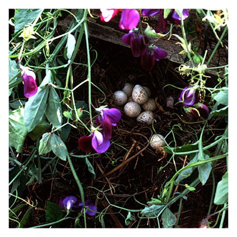 Quail Nest - Rose Notes