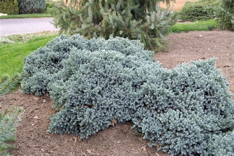 Juniperus Squamata Blue Carpet Lle - Carpet Vidalondon