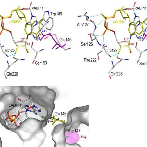 Stereo Representation Of Cyclic ADP Ribose Complex The Interactions Of