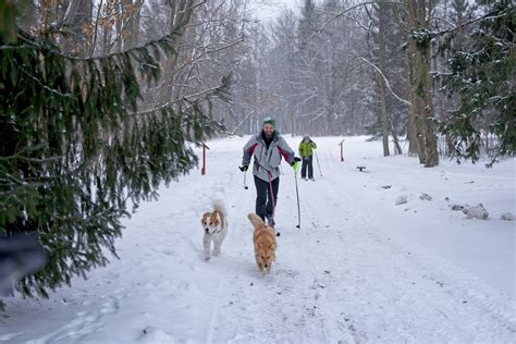 Bialowieza forest in winter. What to do in winter in Bialowieza - Plan ...