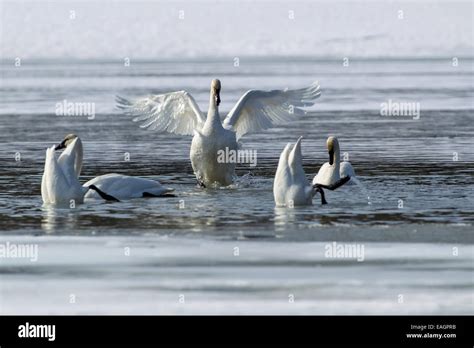 Trumpeter Swans Resting And Feeding At Marsh Lake, Spring Migration ...