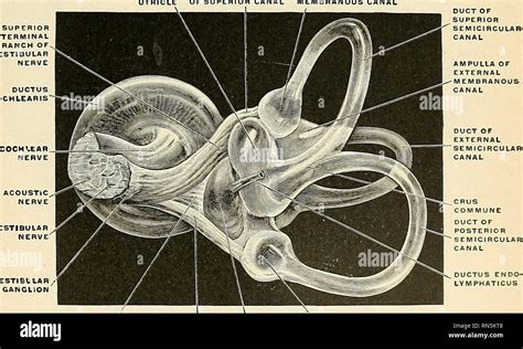 Ampulla Semicircular Canals