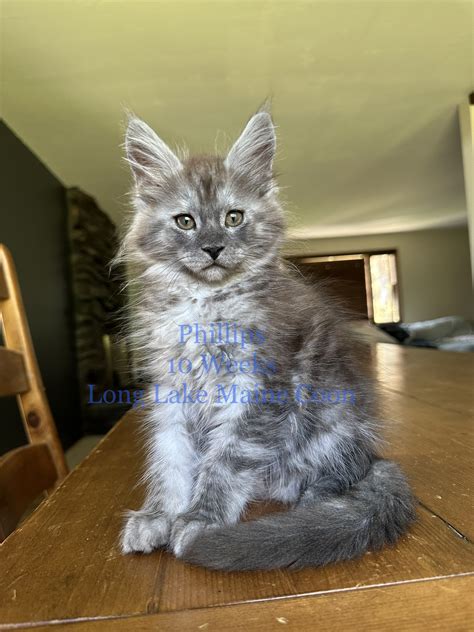 Silver Maine Coon Kitten