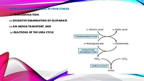 Urea Cycle And Its Regulation