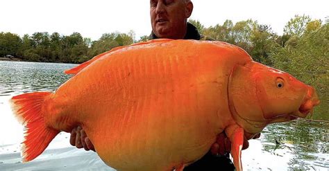 Angler Reels In Monster Goldfish Called The Carrot