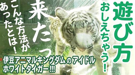 こんな方法があったとは！おしえちゃう！ホワイトタイガーとの遊び方！ 最後にバニラの秘密を発表！！【伊豆アニマルキングダム】how To