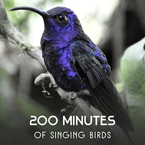 Amazon Music Harmony Nature Sounds Academy Minutes Of Singing Birds