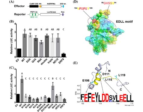 Transient Expression Assay And Edll Motif Of Aterf96 A Schematic