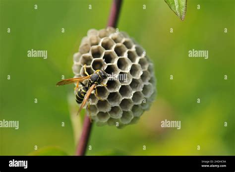 wasps nest, European paper wasp, wasps nests Stock Photo - Alamy