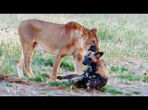 Top 97 Imagen Perros Salvajes Cazando Leones Abzlocal Mx