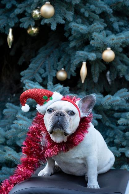 Premium Photo | White french bulldog in a red christmas hat sits near ...