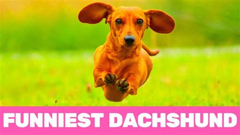 Try Not To Laugh Funniest Dachshund Moments Of 2020 Youtube