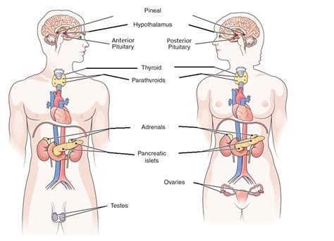 Bio 147 A P Chapter 12 Endocrine Hormones And Functions By Gland