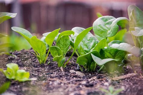 Minnesota Vegetable Planting Calendar (MN): Month Wise Garden Guide for ...