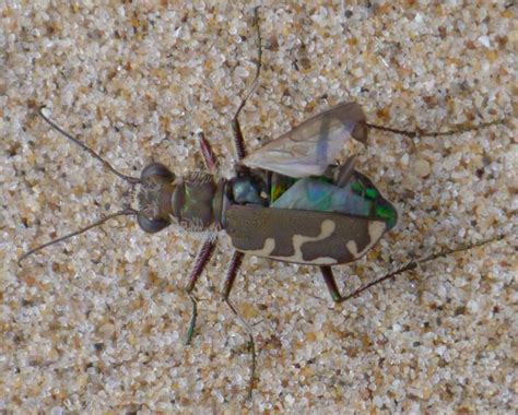 Are Tiger Beetles Dangerous Uncovering The Truth Behind Their Ferocity