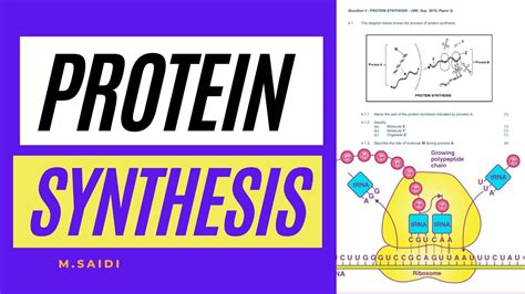 Protien Synthesis Explained Dna Code Of Life Grade 12 Life Sciences