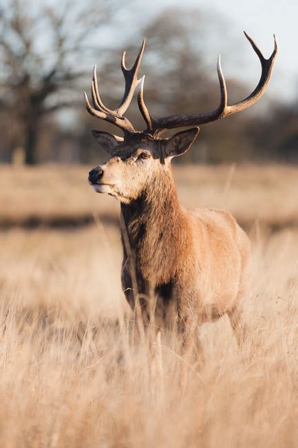 Wildlife Photography Safety Tips - How To Be A Sneaky Ninja | Deer ...