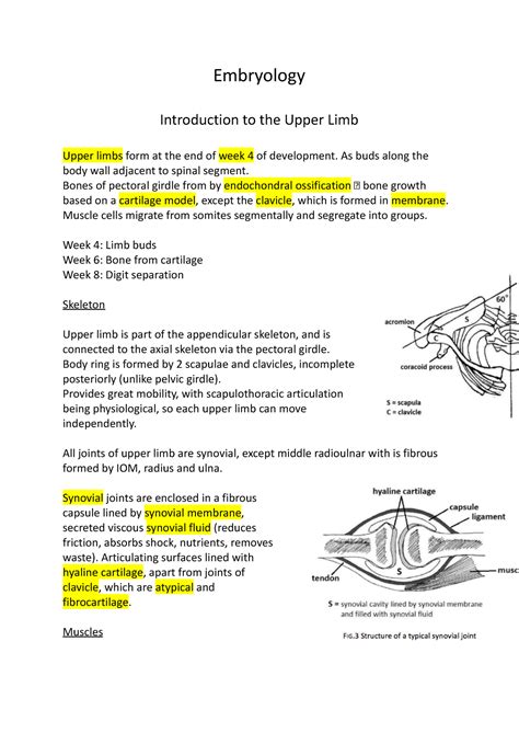 Embryology 5tftgtggygfr Embryology Introduction To The Upper Limb Upper Limbs Form At The