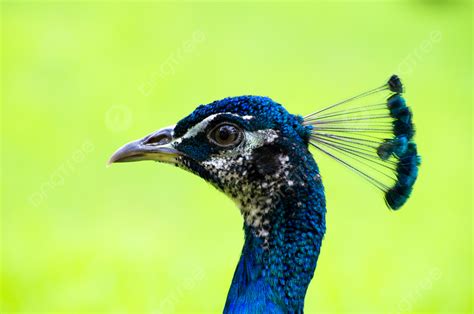 Peacock Beak Bird Beautiful Photo Background And Picture For Free ...