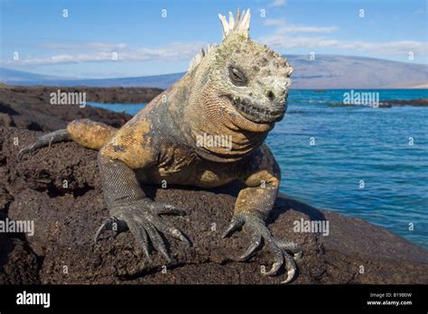 Iguana Marina Amblyrhynchus Cristatus Isla Fernandina El