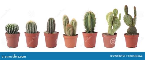 Green Cacti In Pots Isolated On White Collection Stock Image Image