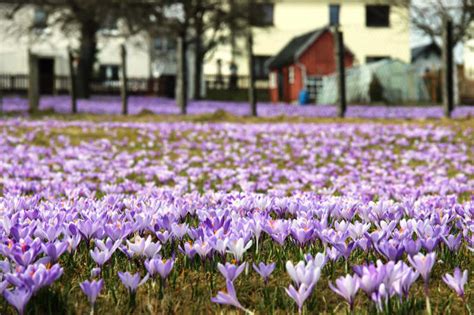 Krokusblüte in Drebach Tourismusverband Erzgebirge e V