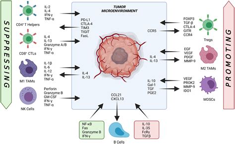 Modelling The Tumor Immune Microenvironment For Precision Immunotherapy