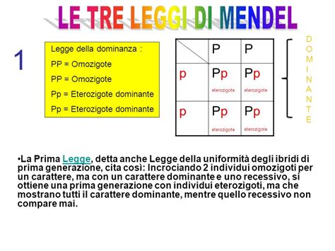 Mendel E Le Leggi Della Genetica Thaqabia