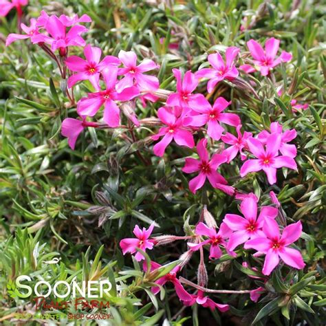 Red Creeping Phlox Sooner Plant Farm