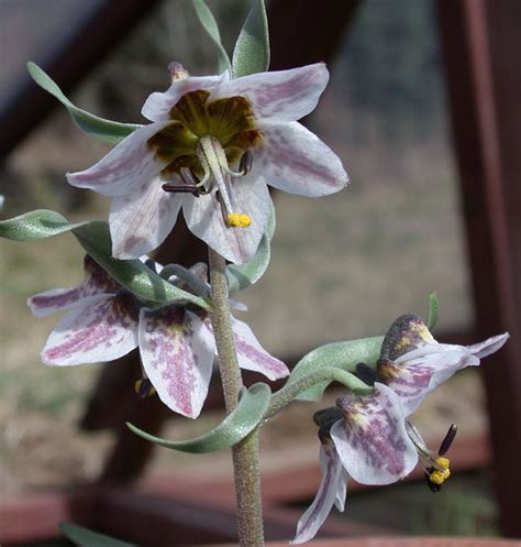 Fritillaria Gibbosa North American Rock Garden Society