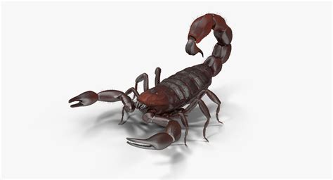 3d Model Scorpion Modeled