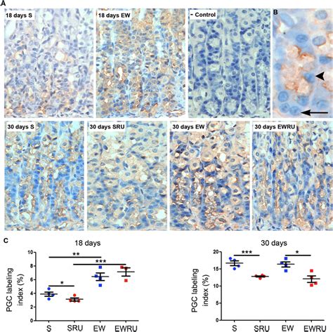 Pepsinogen C Secreting Zymogenic Cells Are Reprogrammed By Early