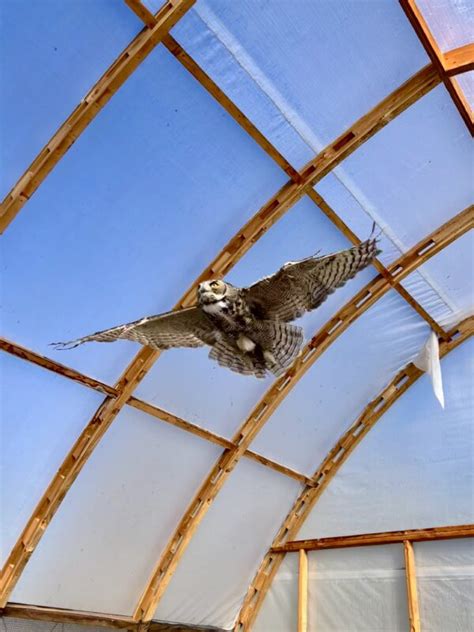 Think Wild Rescues Great Horned Owl From Barbed Wire Think Wild