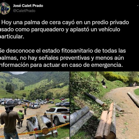 En El Valle Del Cocora Un Vehículo Fue Aplastado Por Una Palma De Cera