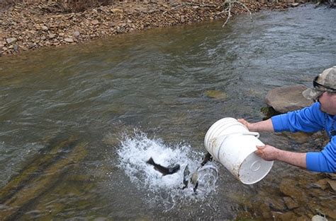 Statewide Same Day Trout Opener For Pennsylvania Seems A Sensible Idea