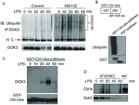 DOK3 Is Ubiquitinated Through Interaction With The E3 Ligase Cbl B In