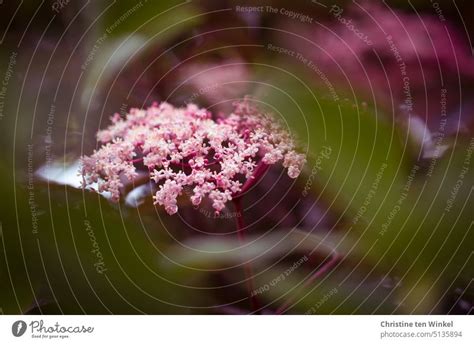 Fragrant Pink Elderberry Flowers Sambucus Nigra Thundercloud A