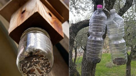 3 Diy Bug Traps To Keep Your Space Pest Free