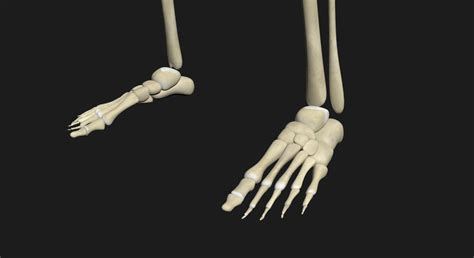 3d model female skeleton