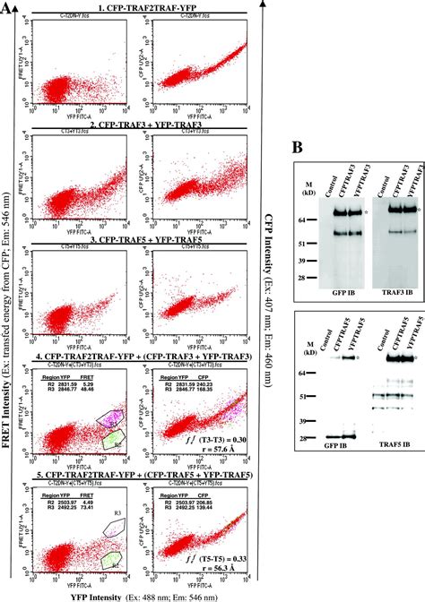 A Flow Cytometric Method To Detect Proteinprotein Interaction In